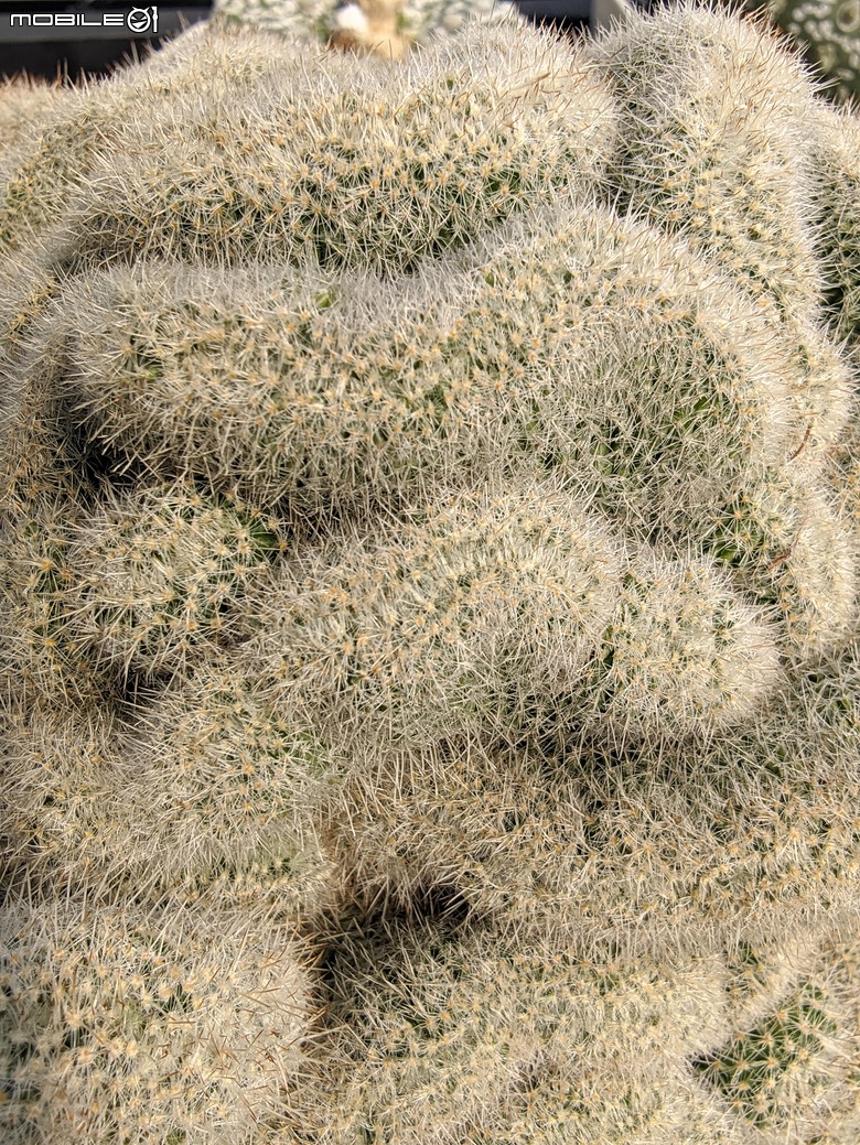 多肉植物 台南市佳里區綠樹園藝 05/03