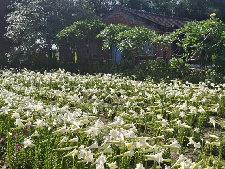 百合花海×三合院古厝！雲林中湖百合花園成春末最療癒景點！