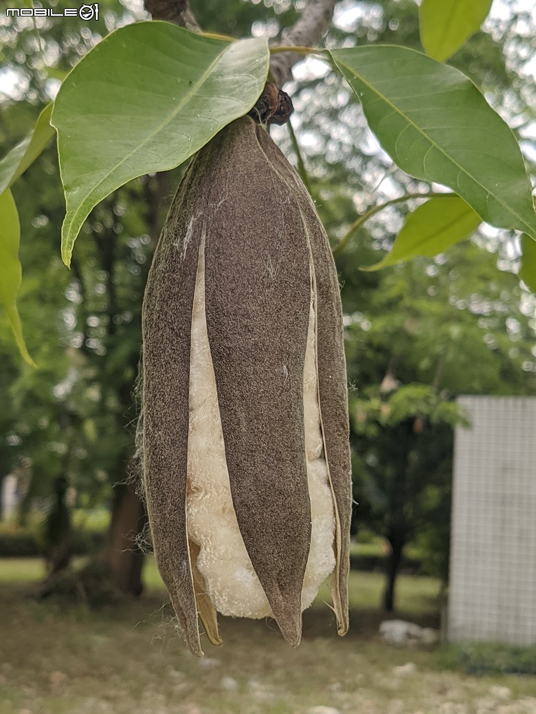 大花紫薇+鳳凰木+麵包樹.. 台南市安平區國平公81公園 05/10