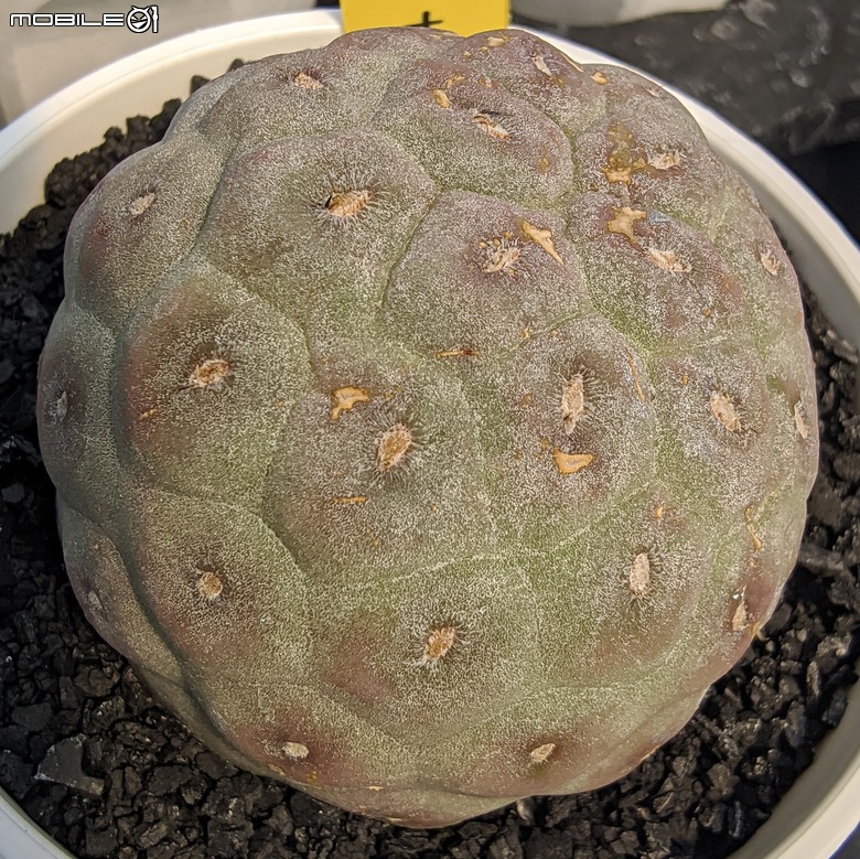 多肉植物 台南市佳里區綠樹園藝 05/03