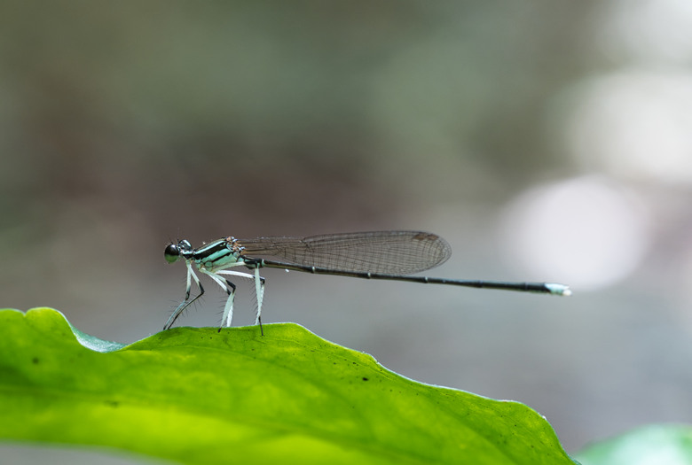 [初體驗] Sony FE 100mm f/2.8 Macro GM OSS