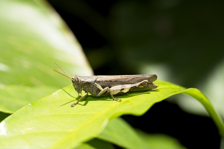 [初體驗] Sony FE 100mm f/2.8 Macro GM OSS