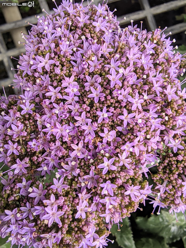 繡球花+夕霧草 台南市歸仁區七甲花卉區 05/17