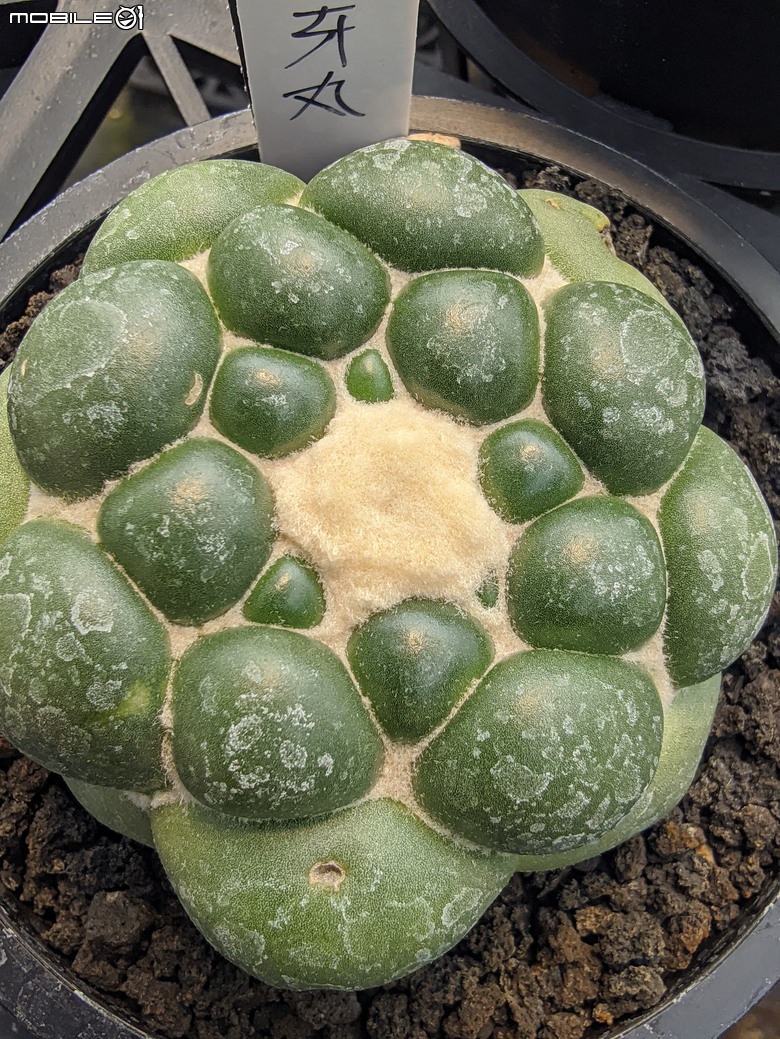多肉植物 台南市佳里區綠樹園藝 05/03