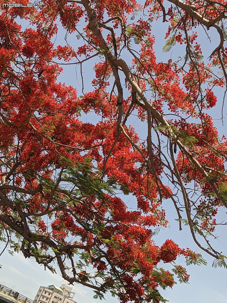 大花紫薇+鳳凰木+麵包樹.. 台南市安平區國平公81公園 05/10
