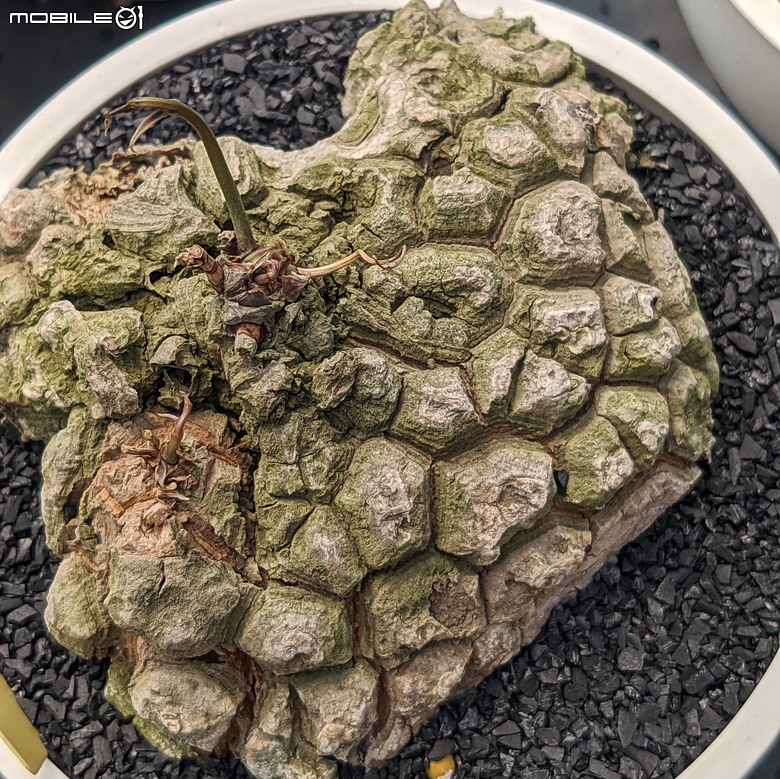 多肉植物 台南市佳里區綠樹園藝 05/03