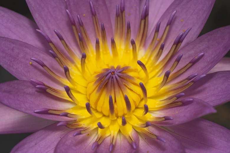 [初體驗] Sony FE 100mm f/2.8 Macro GM OSS
