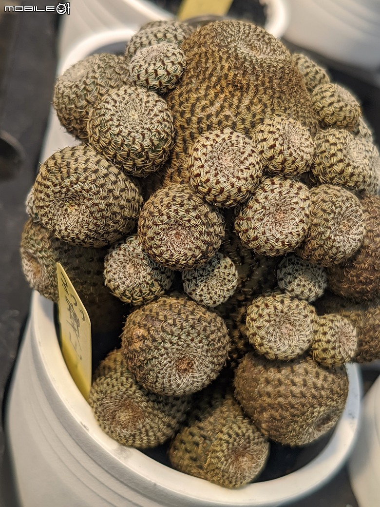多肉植物 台南市佳里區綠樹園藝 05/03