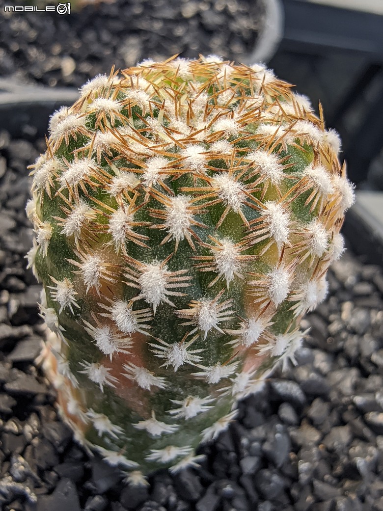 多肉植物 台南市佳里區綠樹園藝 05/03