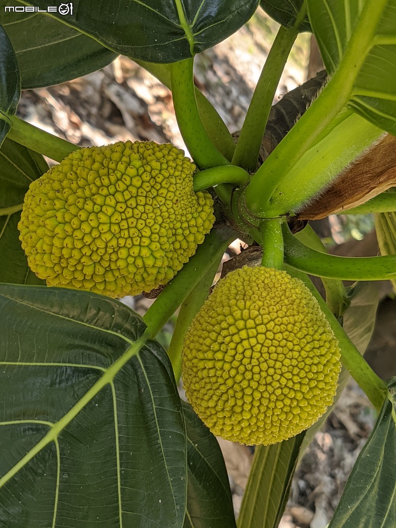 大花紫薇+鳳凰木+麵包樹.. 台南市安平區國平公81公園 05/10