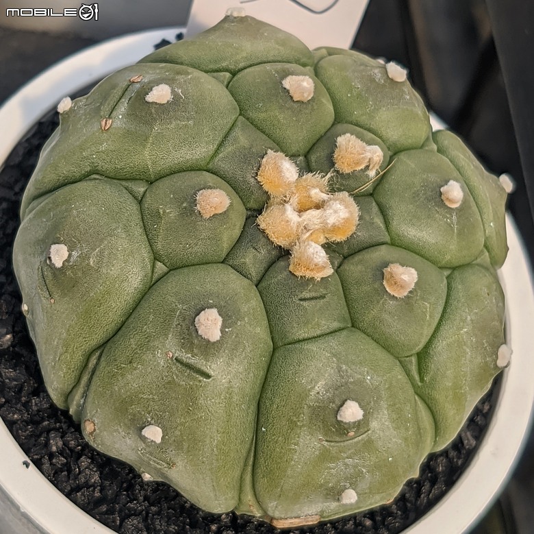多肉植物 台南市佳里區綠樹園藝 05/03