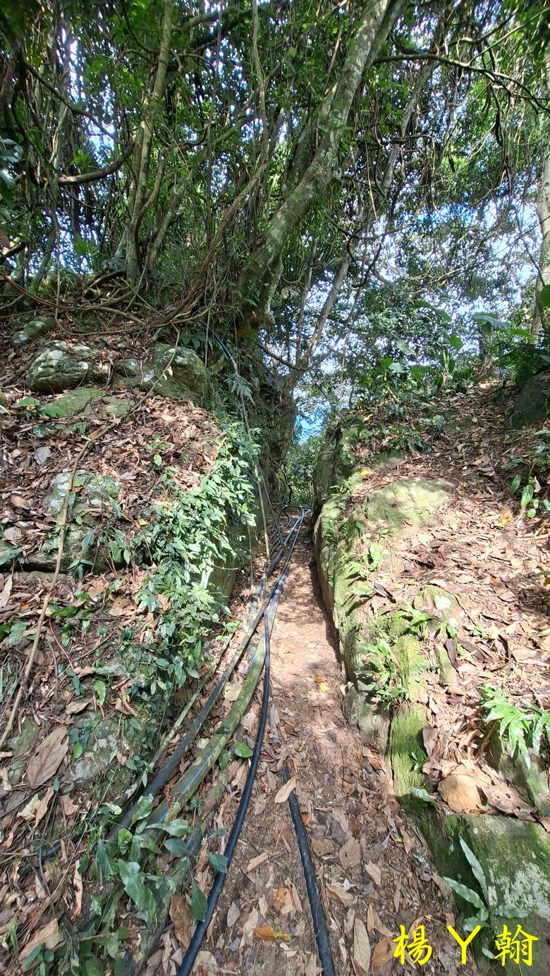 【郊山走走】馬胎古道、馬胎二期古道、南坪古道 山林輕鬆健行