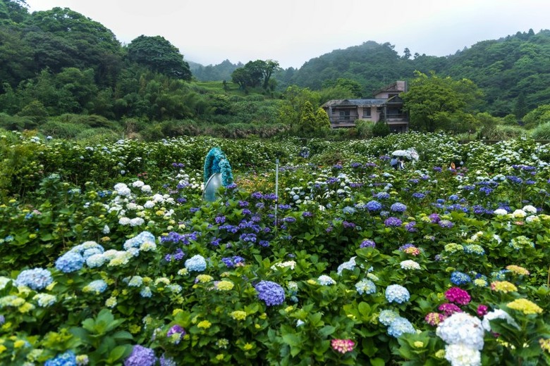 攝影人別錯過!高家繡球花田第二園區花海與山林同框超療癒
