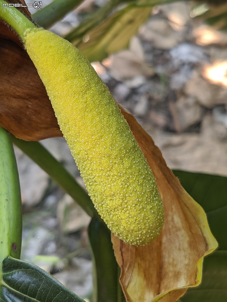 大花紫薇+鳳凰木+麵包樹.. 台南市安平區國平公81公園 05/10