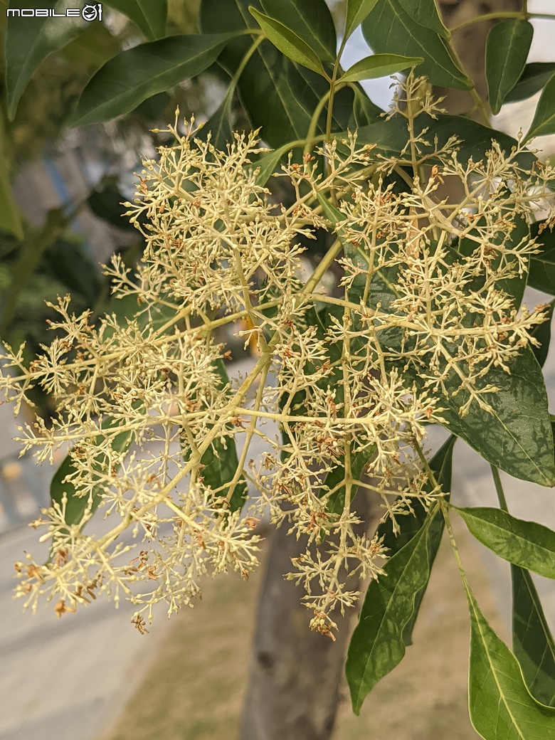 大花紫薇+鳳凰木+麵包樹.. 台南市安平區國平公81公園 05/10