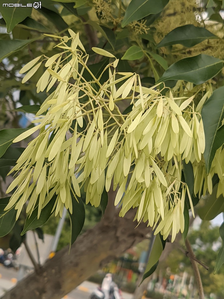 大花紫薇+鳳凰木+麵包樹.. 台南市安平區國平公81公園 05/10