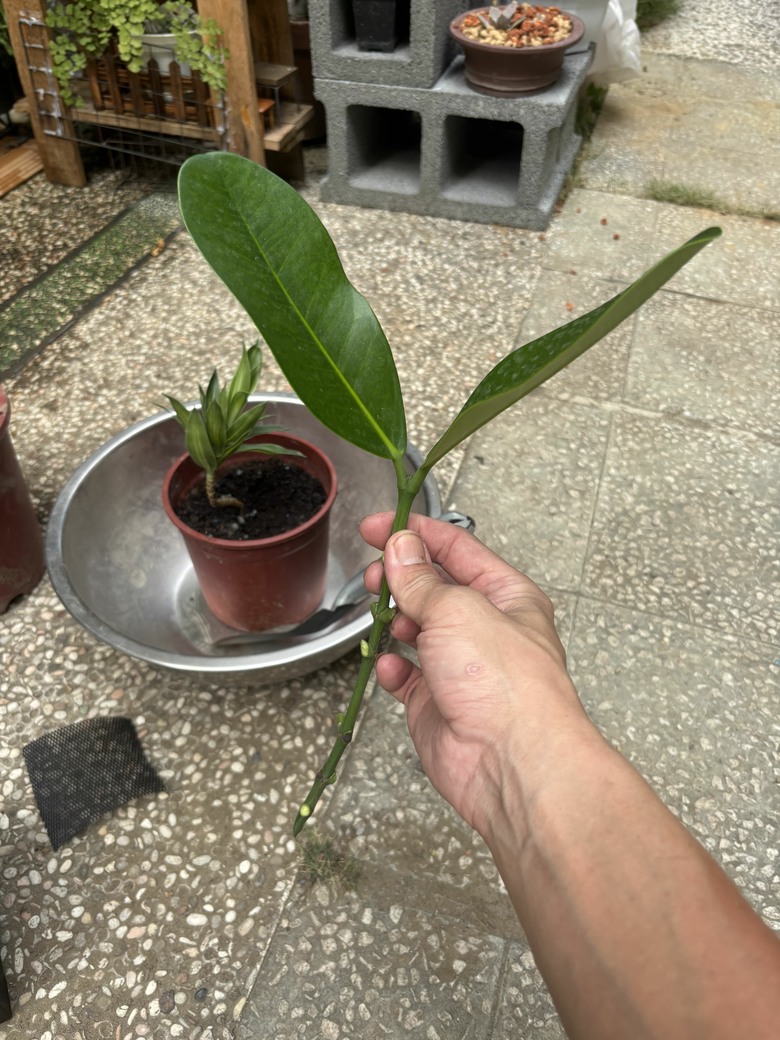 休假時就是搞東搞西搞園藝