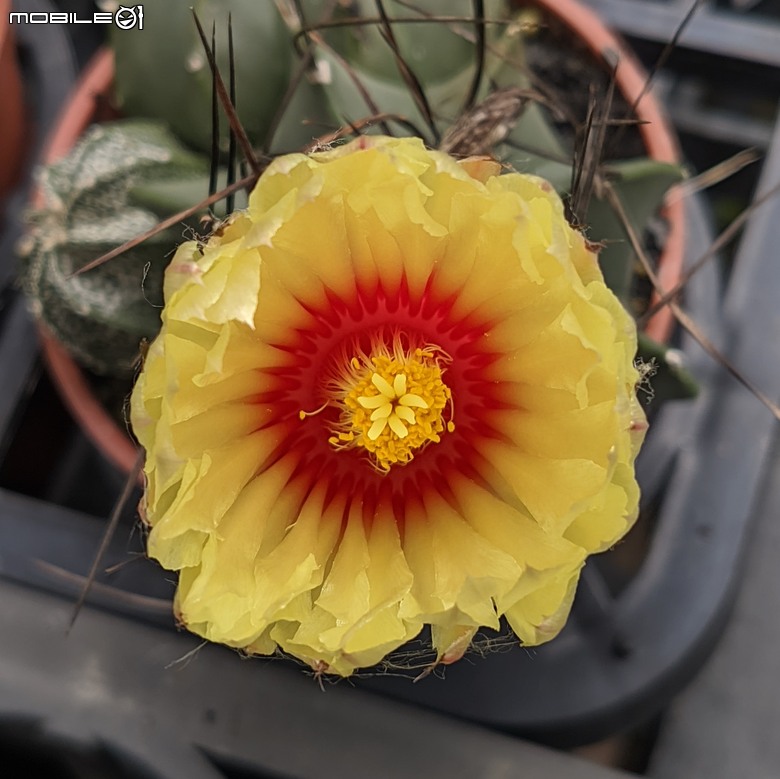 多肉植物開花 台南市歸仁區七甲花卉區 05/01