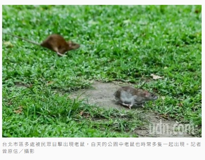 聯合報UDN圖輯／過街老鼠嚇到行人 都市鼠患使人苦惱