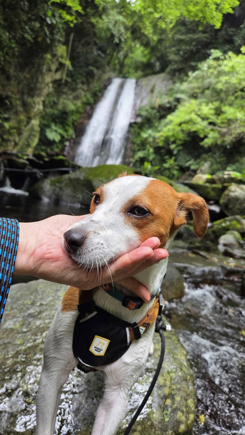 傑克羅素梗犬-玩水-老鷹溪瀑布*避暑