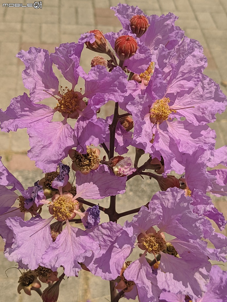 大花紫薇+鳳凰木+麵包樹.. 台南市安平區國平公81公園 05/10