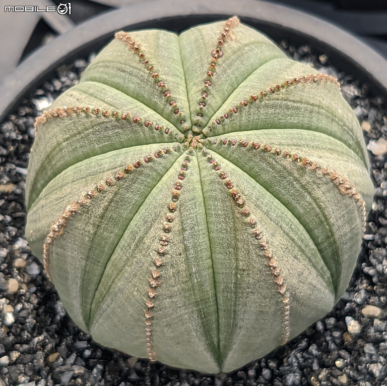多肉植物 台南市佳里區綠樹園藝 05/03