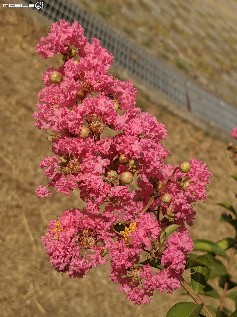 阿勃勒+紫薇花+稜果榕 台南市仁德區 05/16