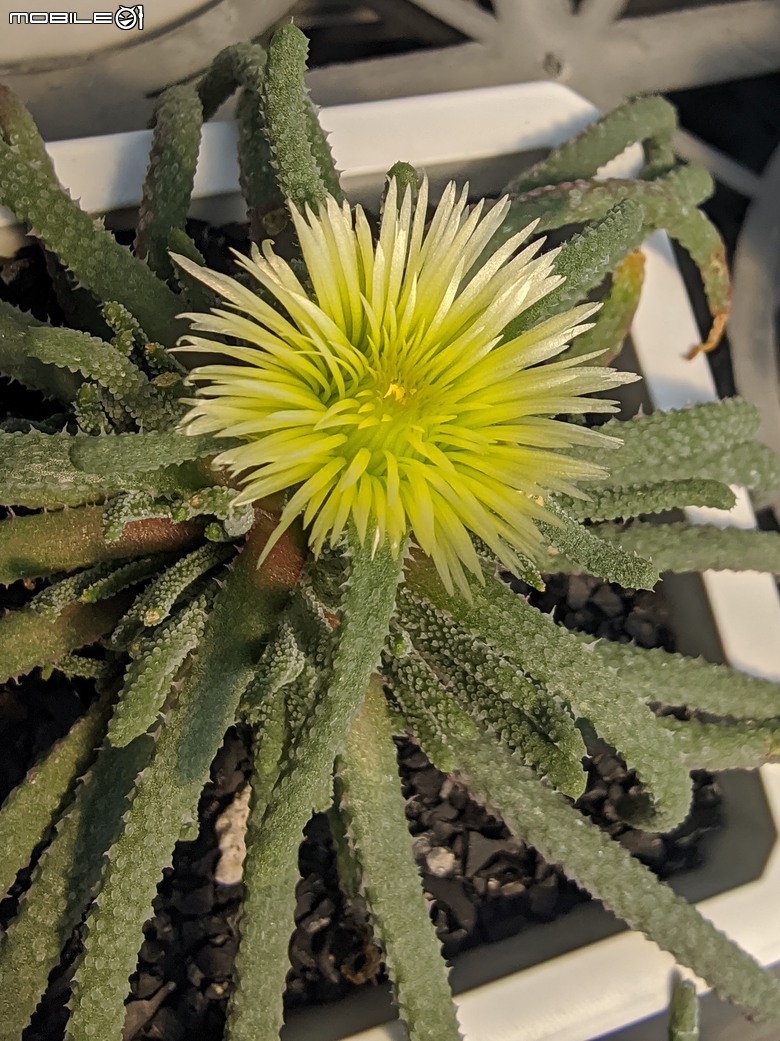 多肉植物 台南市佳里區綠樹園藝 05/03