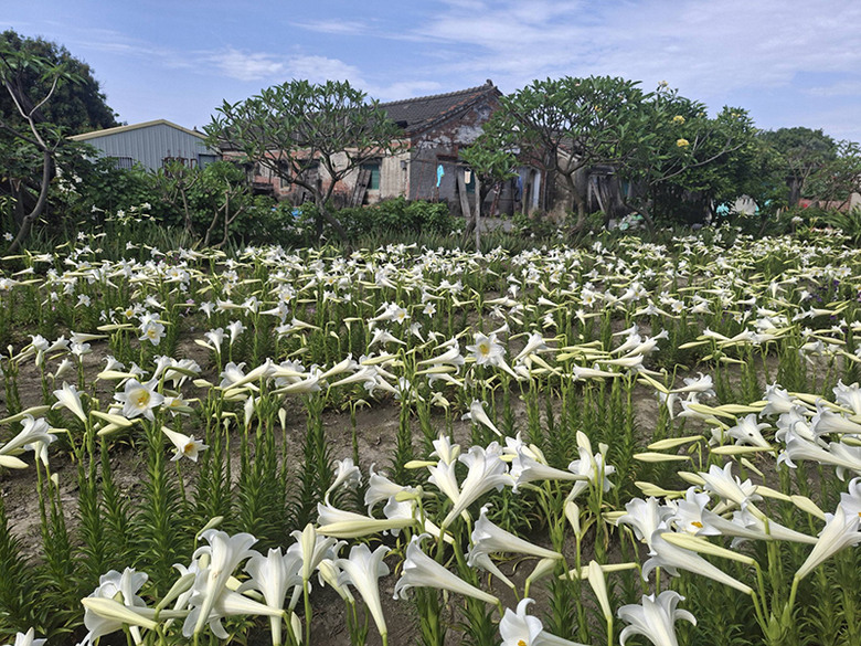 百合花海×三合院古厝！雲林中湖百合花園成春末最療癒景點！
