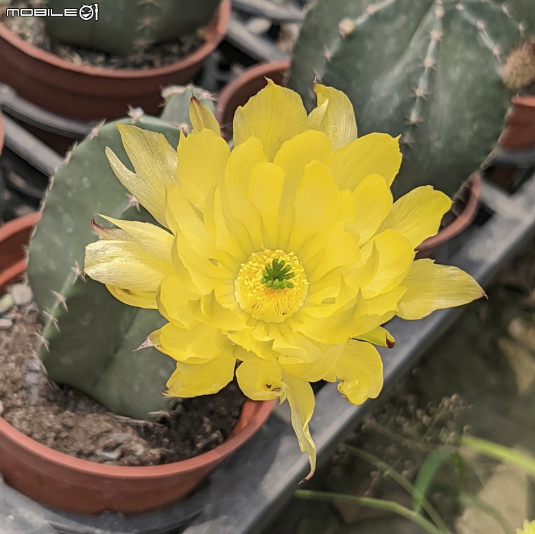 多肉植物開花 台南市歸仁區七甲花卉區 05/01