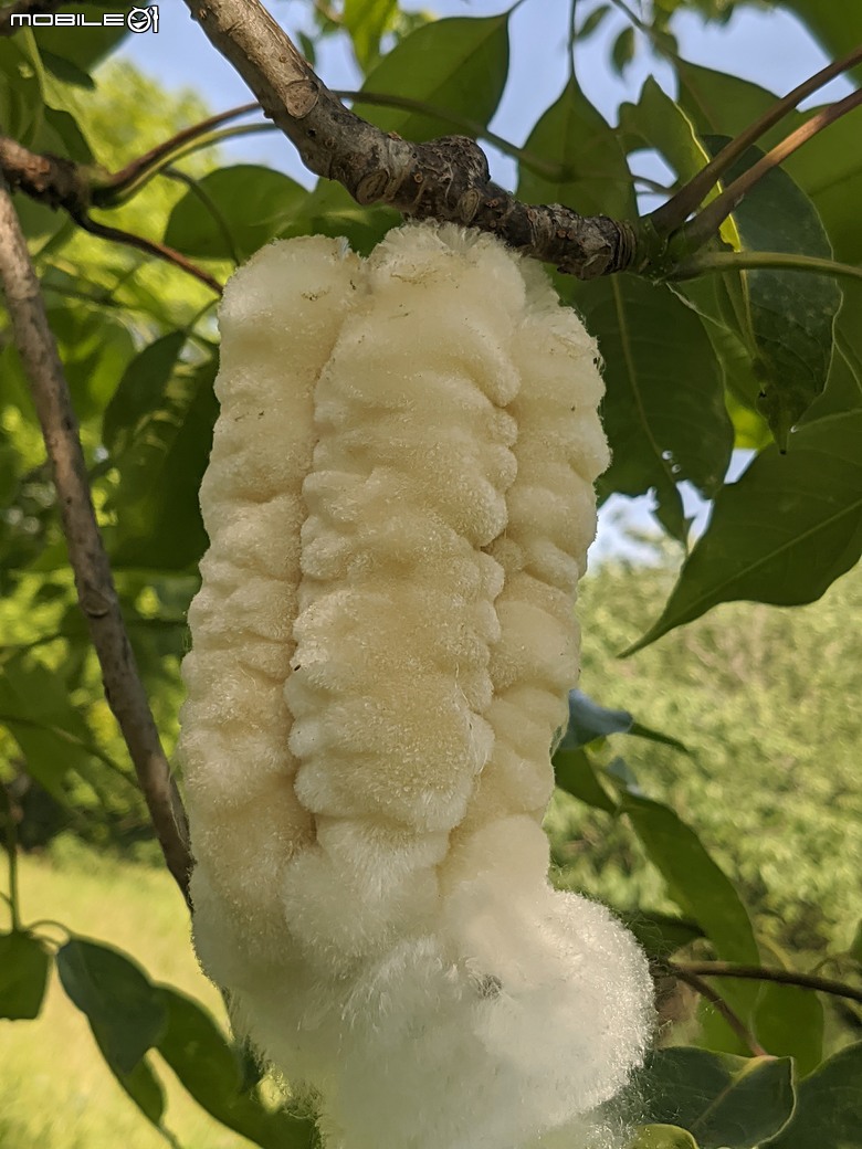 大花紫薇+鳳凰木+麵包樹.. 台南市安平區國平公81公園 05/10