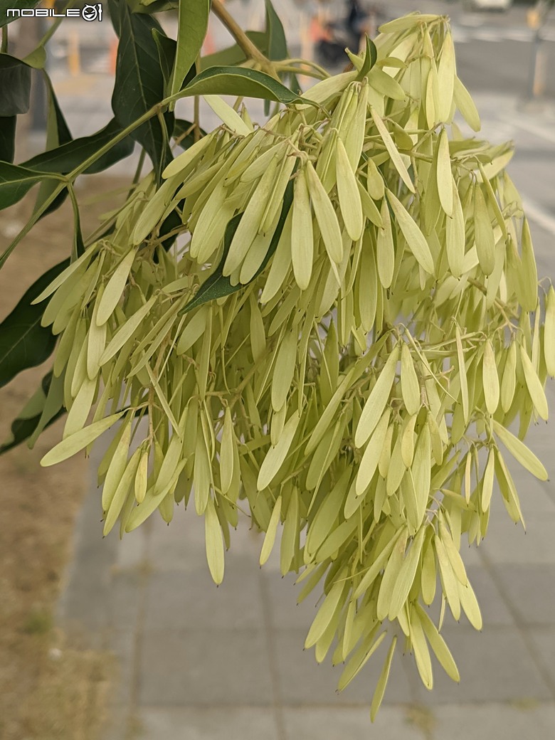 大花紫薇+鳳凰木+麵包樹.. 台南市安平區國平公81公園 05/10