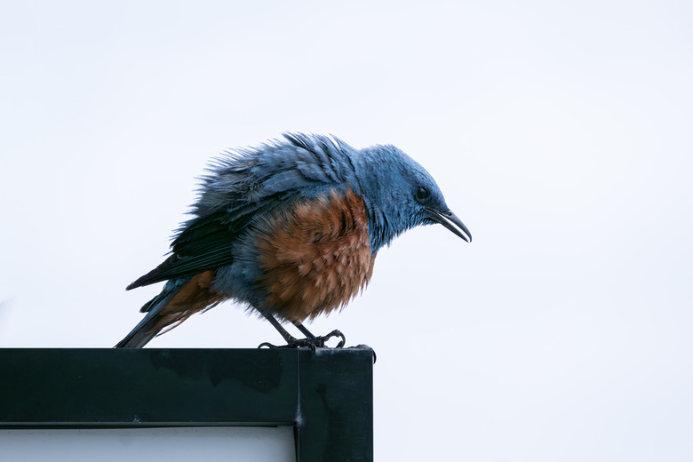 SIGMA 20-200mm DG 沖繩隨筆