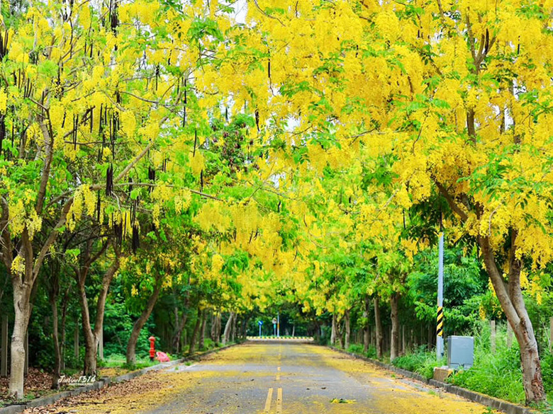 彰化阿勃勒景點必收！花木公園花雨飄落 400公尺花廊超夢幻