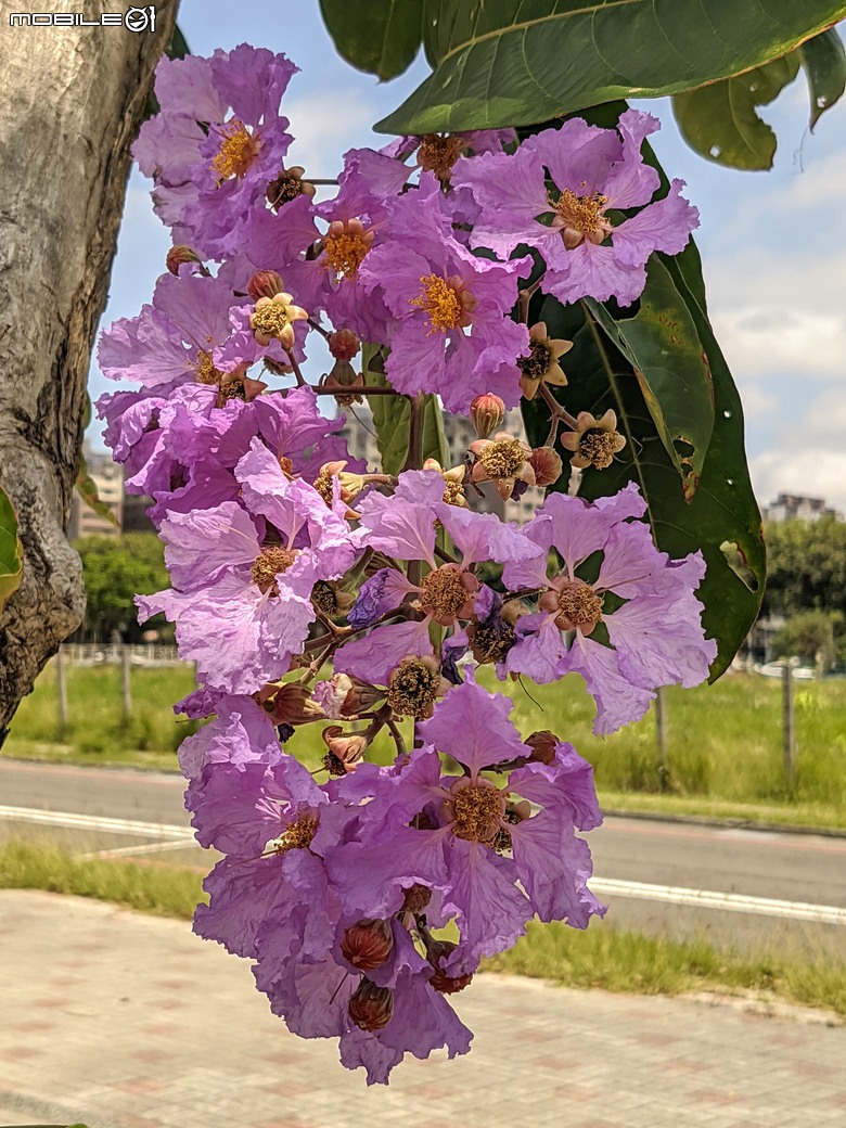 大花紫薇+鳳凰木+麵包樹.. 台南市安平區國平公81公園 05/10