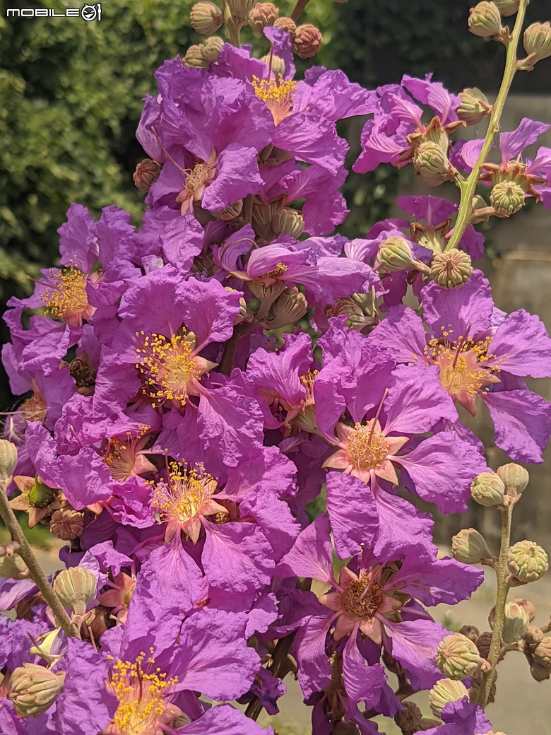 阿勃勒+紫薇花+稜果榕 台南市仁德區 05/16