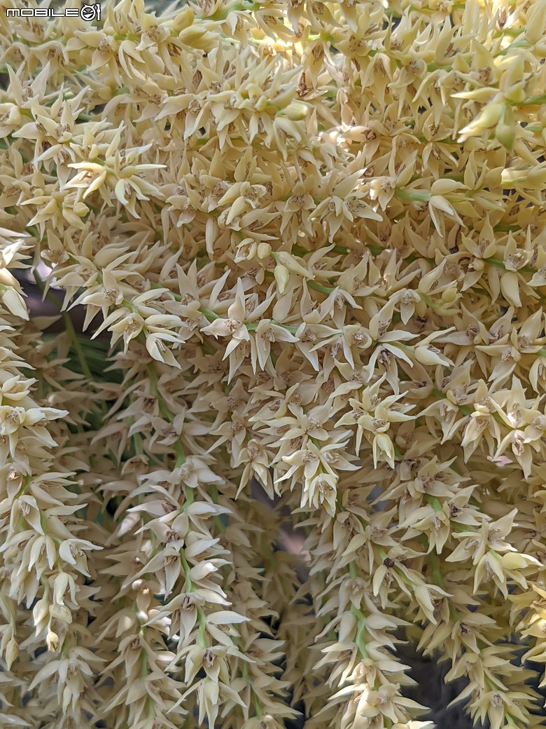 砲彈樹+羅比親王海棗+墨西哥合歡... 台南市中西區光賢公園 05/03