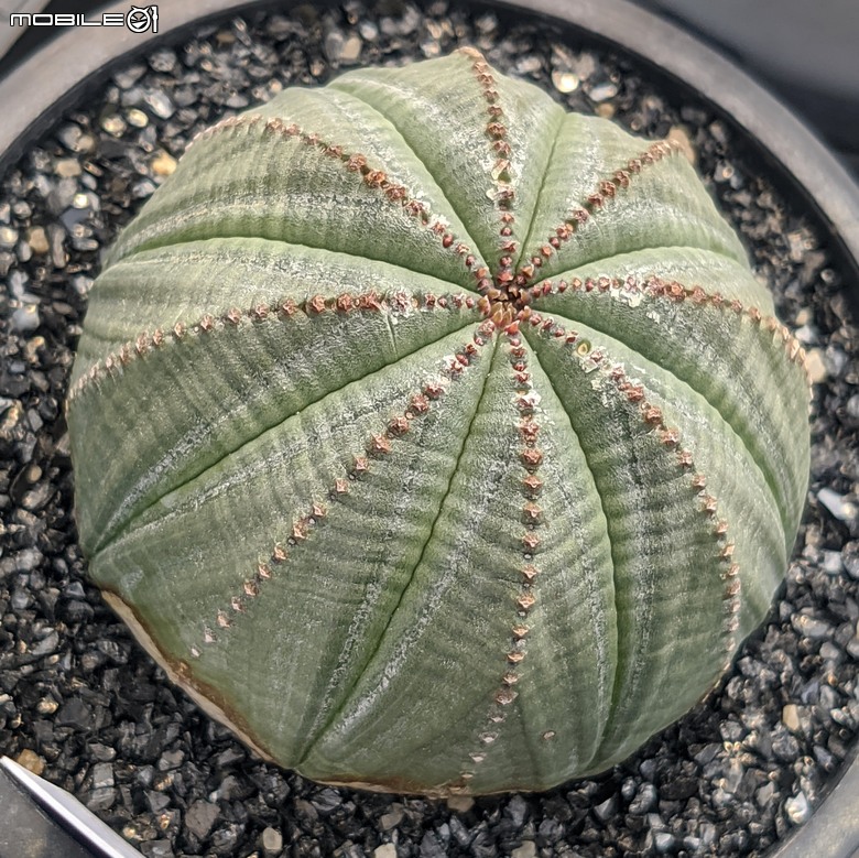 多肉植物 台南市佳里區綠樹園藝 05/03