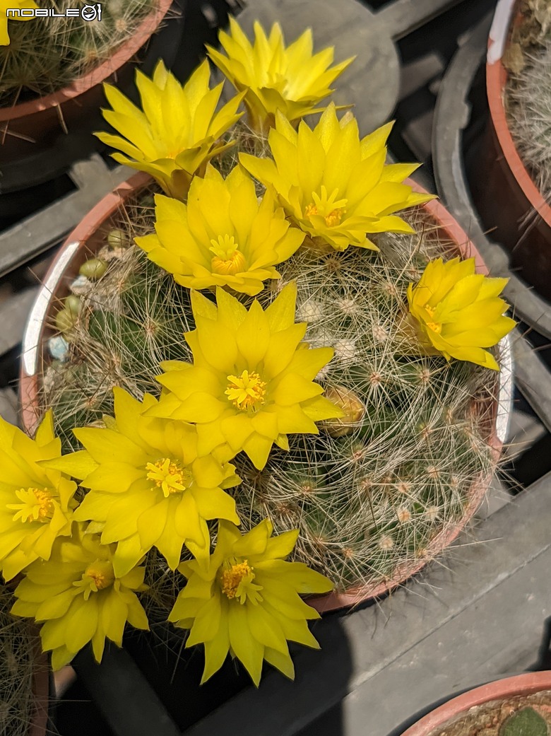 多肉植物開花 台南市歸仁區七甲花卉區 05/01