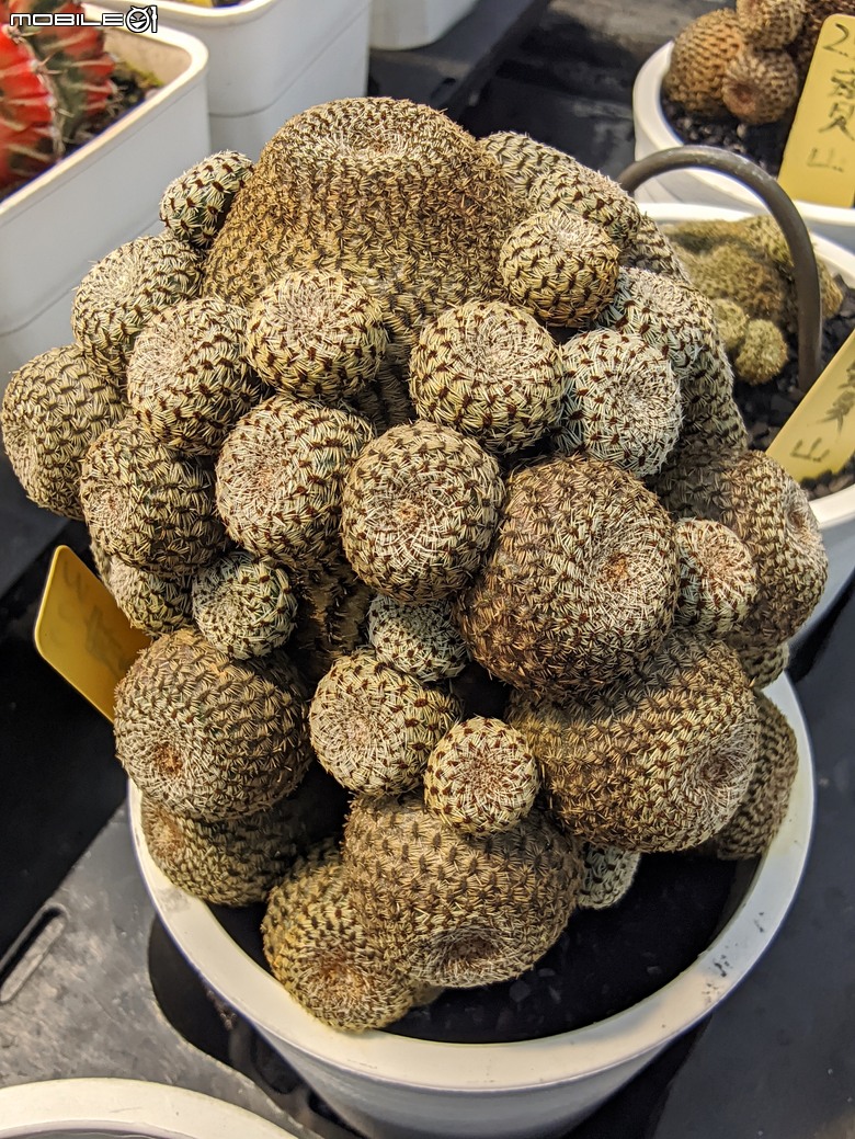 多肉植物 台南市佳里區綠樹園藝 05/03