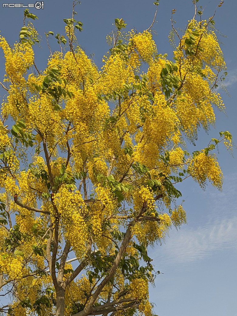 大花紫薇+鳳凰木+麵包樹.. 台南市安平區國平公81公園 05/10