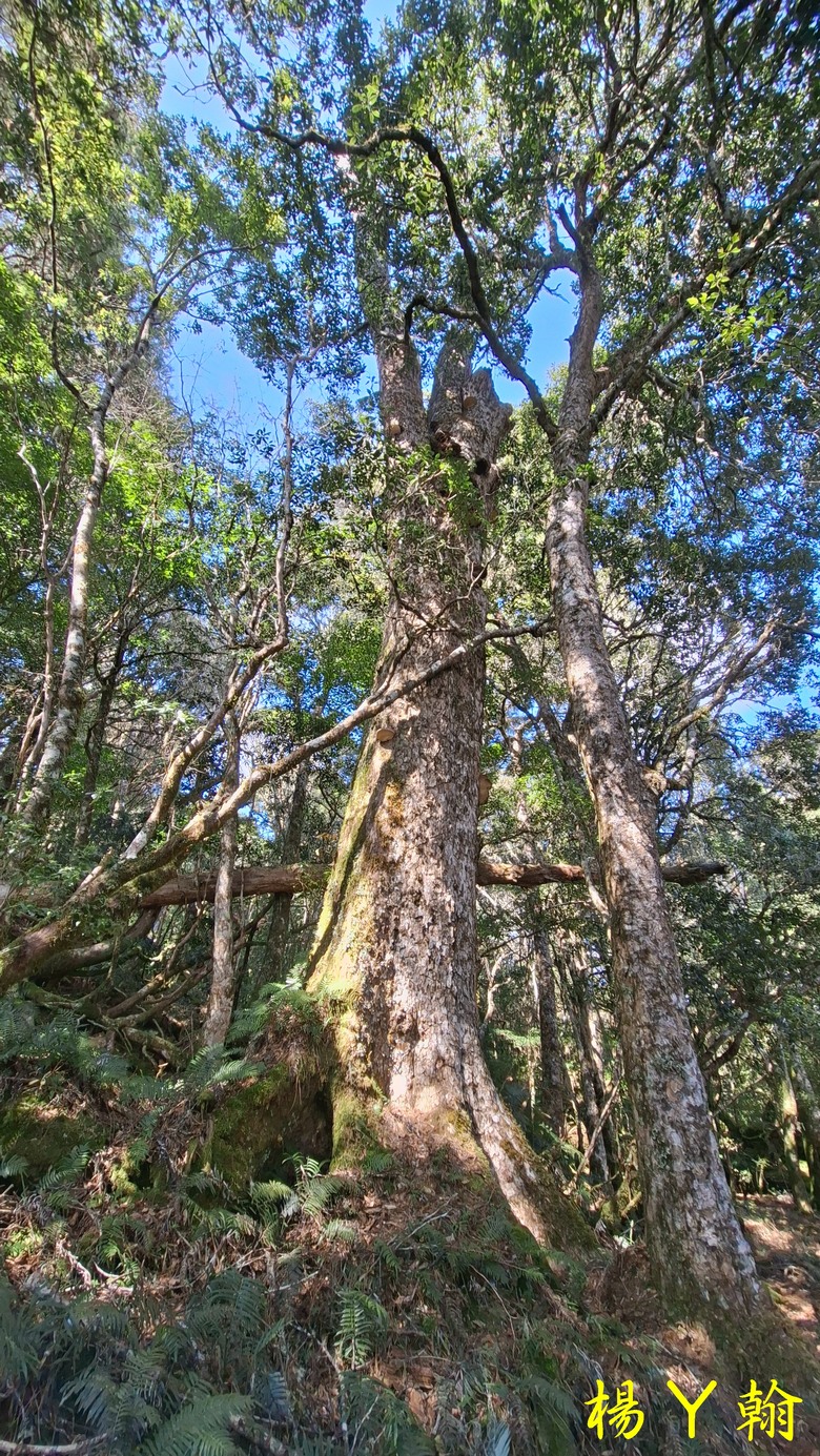 【台灣小百岳】開車比爬山時間還久的小百岳 — 卡拉寶山、碧綠神木