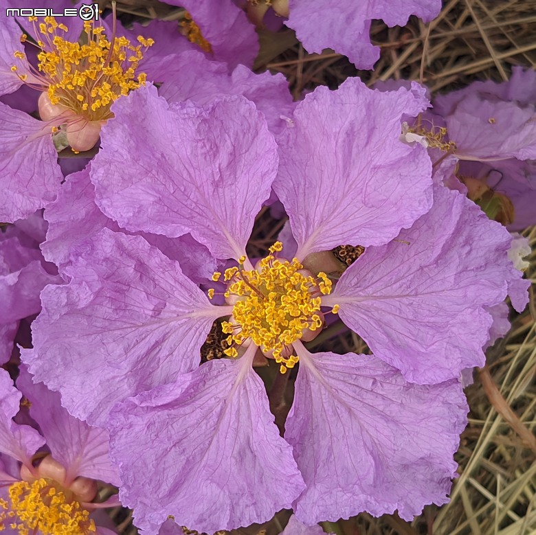 大花紫薇+鳳凰木+麵包樹.. 台南市安平區國平公81公園 05/10