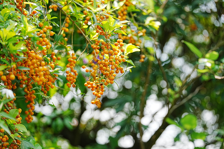 點我看大圖 Sony FE 100-400mm F4.5 GM OSS 評測報告|恆定光圈 x 內變焦、開啟超望遠新篇章!
