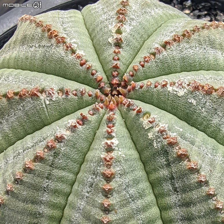 多肉植物 台南市佳里區綠樹園藝 05/03