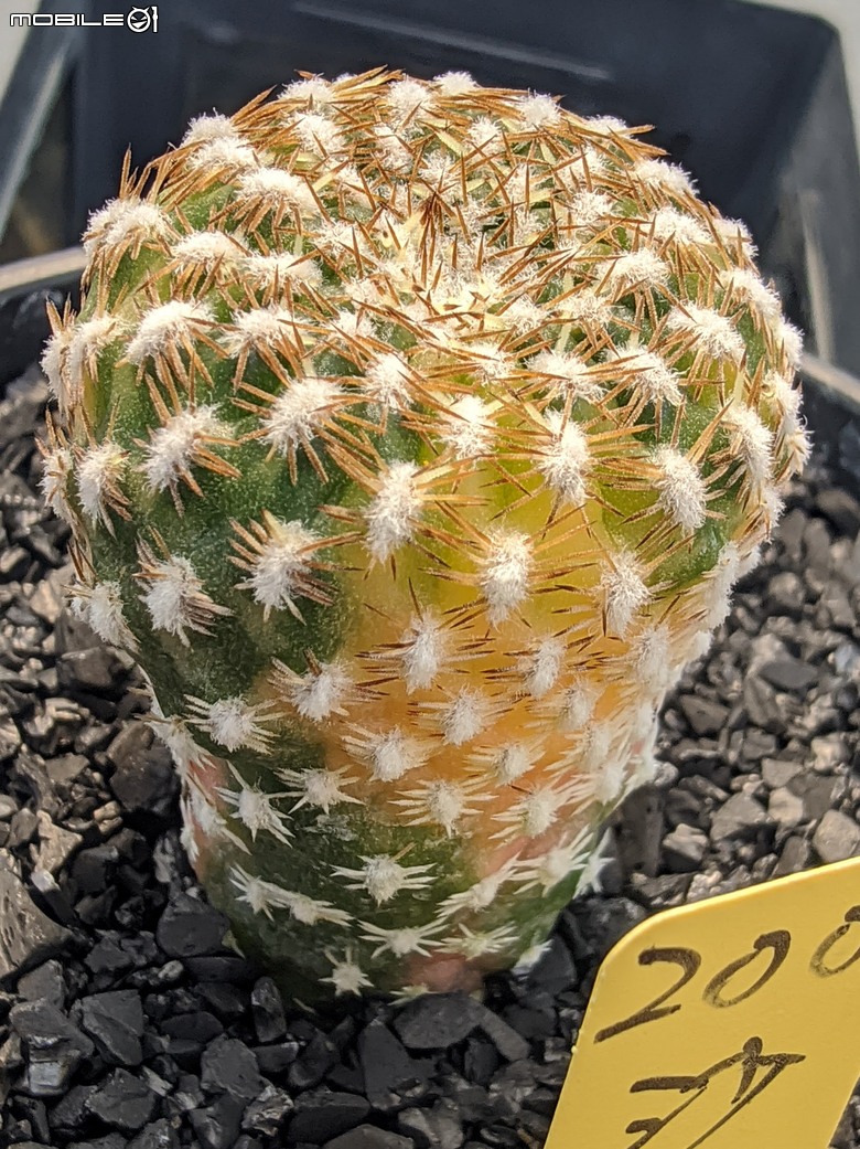 多肉植物 台南市佳里區綠樹園藝 05/03