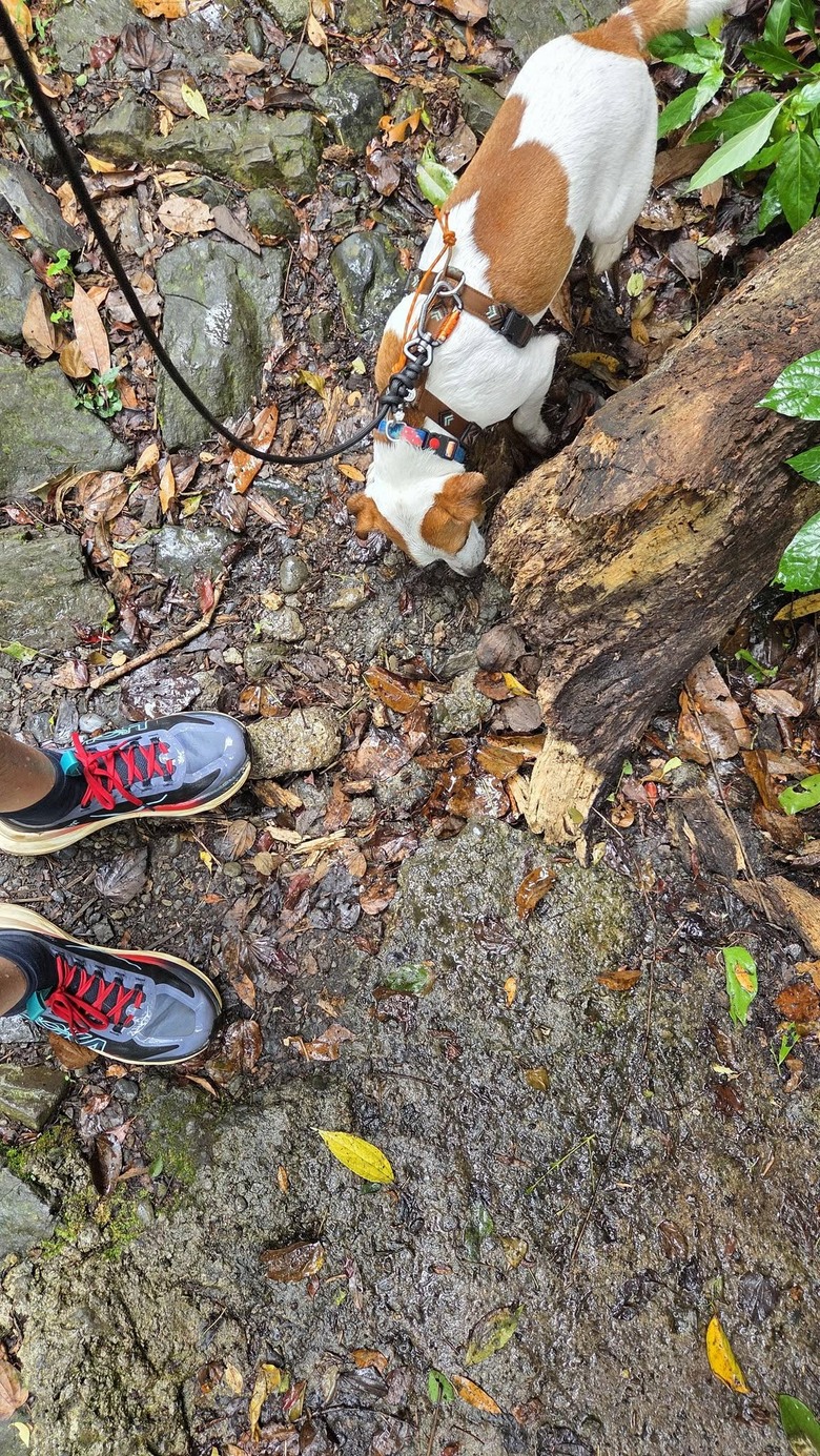 傑克羅素梗犬-玩水-老鷹溪瀑布*避暑