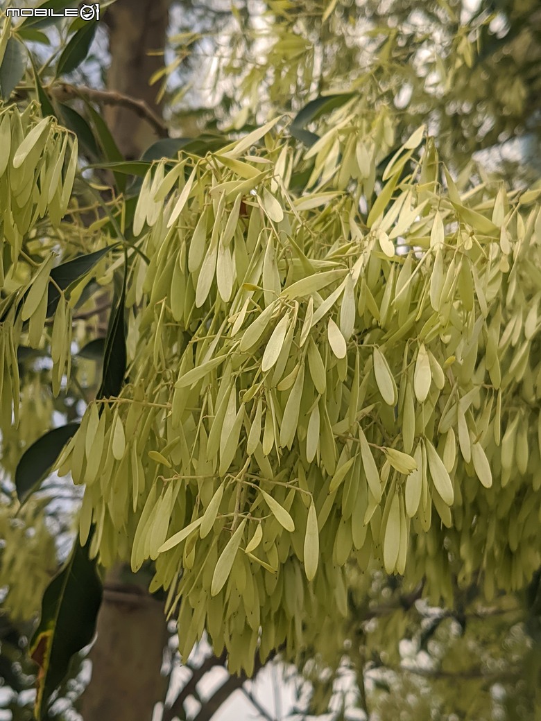 大花紫薇+鳳凰木+麵包樹.. 台南市安平區國平公81公園 05/10
