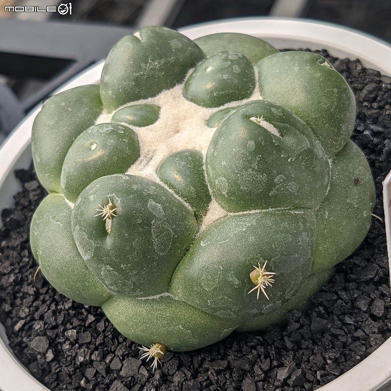 多肉植物 台南市佳里區綠樹園藝 05/03