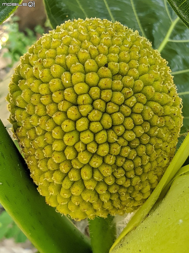 大花紫薇+鳳凰木+麵包樹.. 台南市安平區國平公81公園 05/10